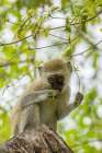 Africa-Tanzania-Tarangire National Park Young vervet monkey close-up Art Print